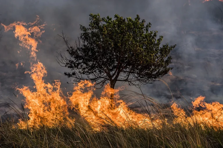 No es cambio climático, es una crisis climática global (1ra parte)